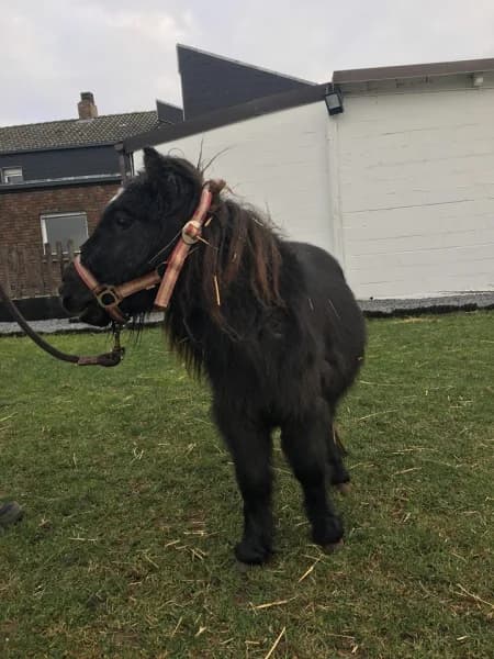 SB, female senior Mixed Breed for adoption at Animal Sans Toit, Faimes