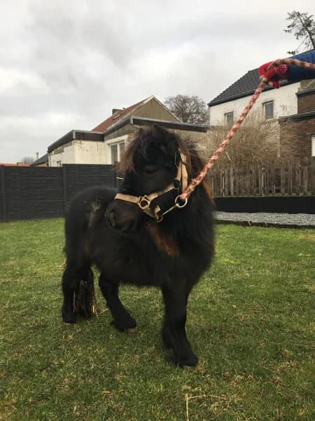 SB, female Mixed Breed for adoption at Animal Sans Toit, Faimes — photo 2 of 4