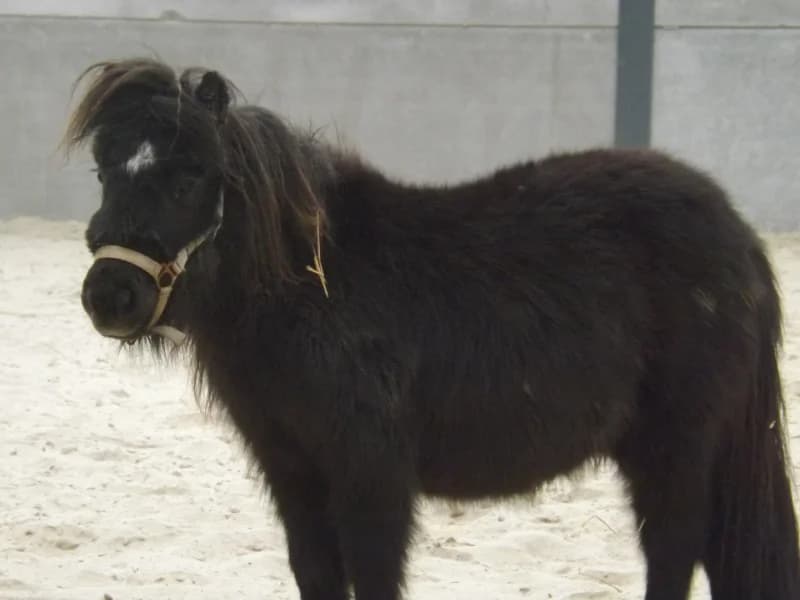 SB, female Mixed Breed for adoption at Animal Sans Toit, Faimes — photo 3 of 4