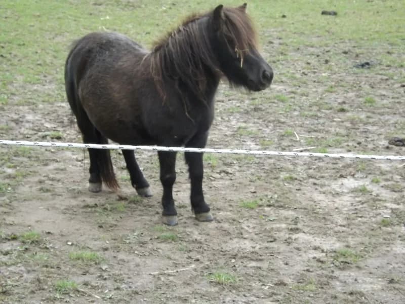 SB, female Mixed Breed for adoption at Animal Sans Toit, Faimes — photo 4 of 4