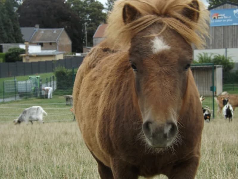 SB, female Mixed Breed for adoption at Animal Sans Toit, Faimes