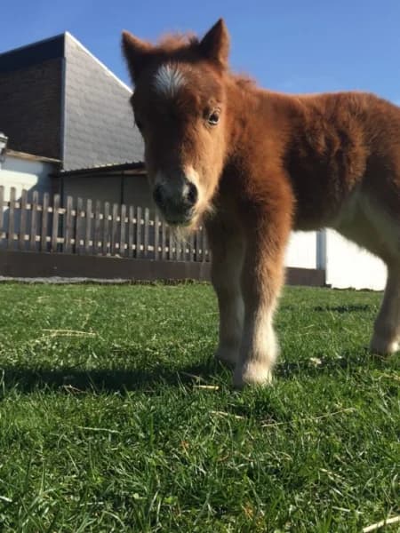 SB, female Mixed Breed for adoption at Animal Sans Toit, Faimes — photo 2 of 9