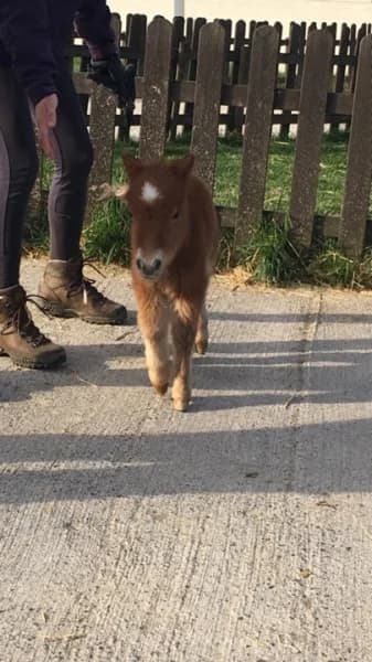 SB, female Mixed Breed for adoption at Animal Sans Toit, Faimes — photo 3 of 9