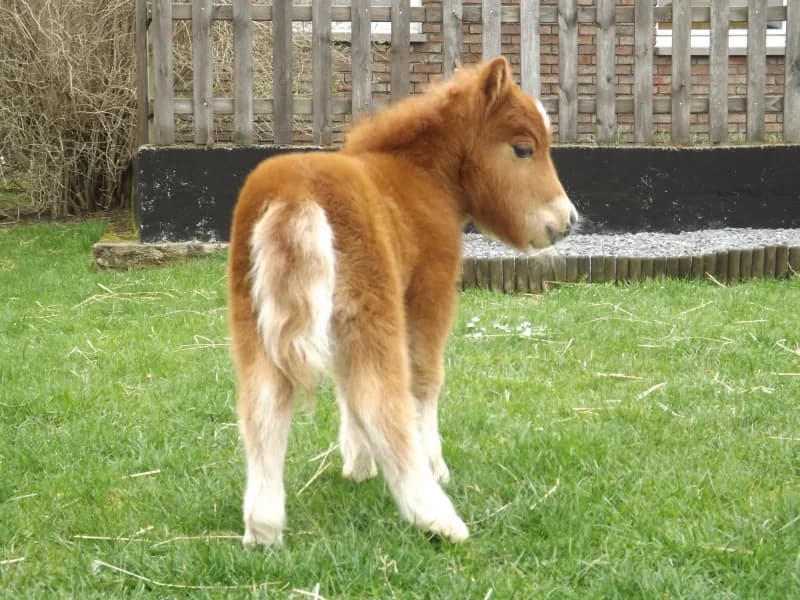 SB, female Mixed Breed for adoption at Animal Sans Toit, Faimes — photo 5 of 9