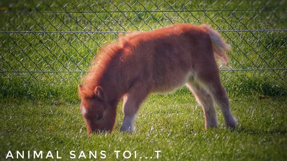 SB, female Mixed Breed for adoption at Animal Sans Toit, Faimes — photo 6 of 9