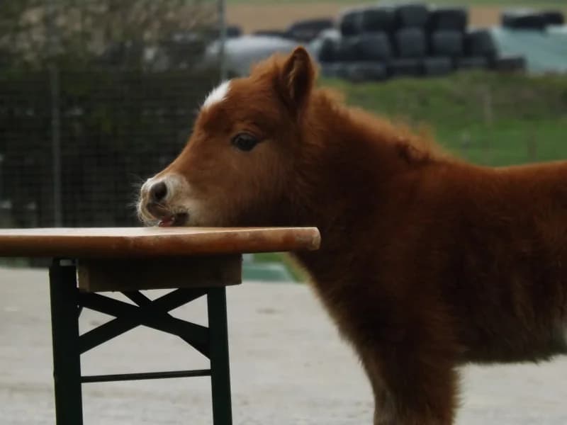 SB, female Mixed Breed for adoption at Animal Sans Toit, Faimes — photo 7 of 9