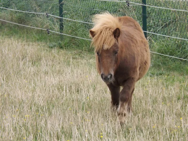 SB, female Mixed Breed for adoption at Animal Sans Toit, Faimes — photo 8 of 9