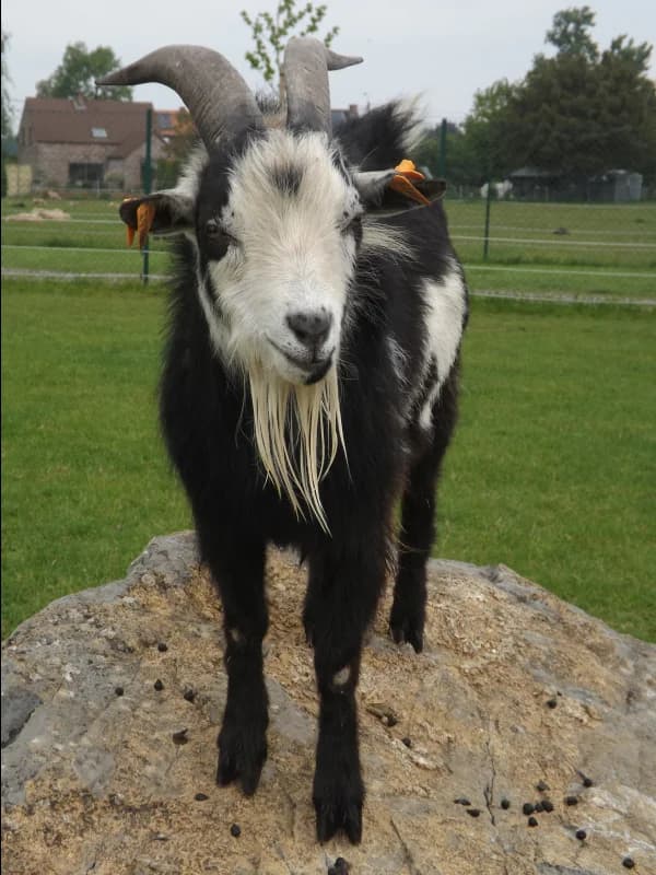 SB, male senior Mixed Breed for adoption at Animal Sans Toit, Faimes