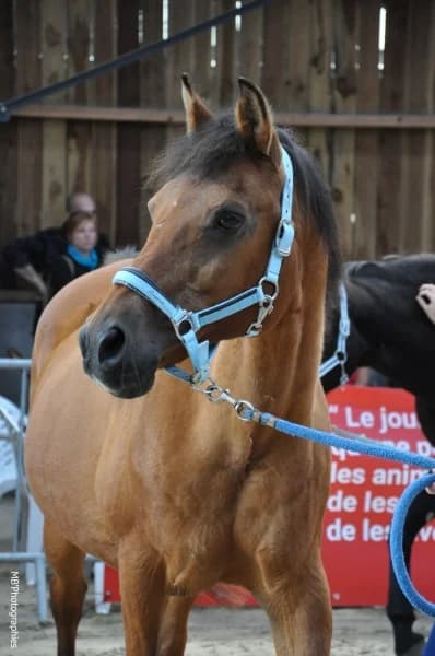 SB, male senior Mixed Breed for adoption at Animal Sans Toit, Faimes