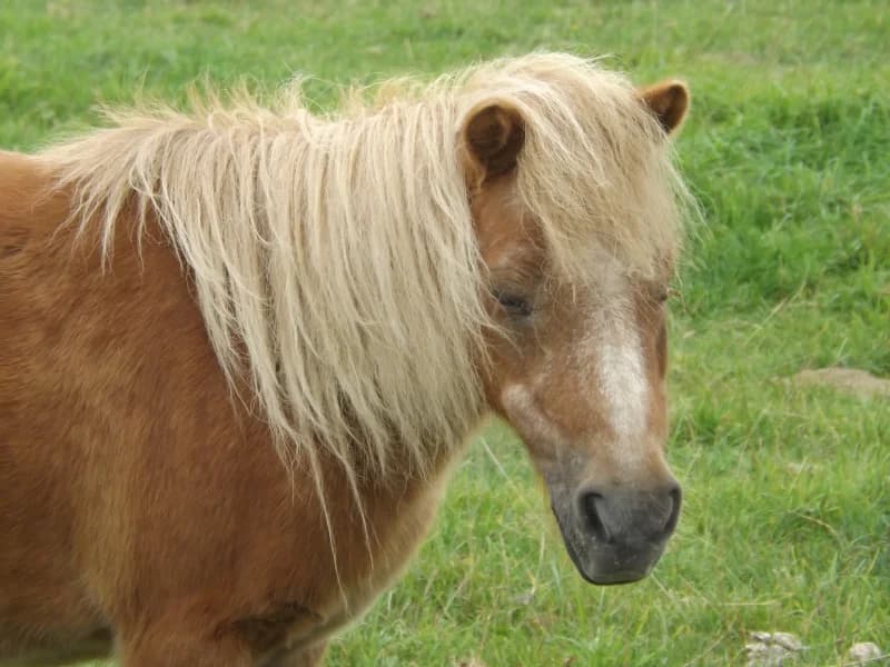 SB, female senior Mixed Breed for adoption at Animal Sans Toit, Faimes
