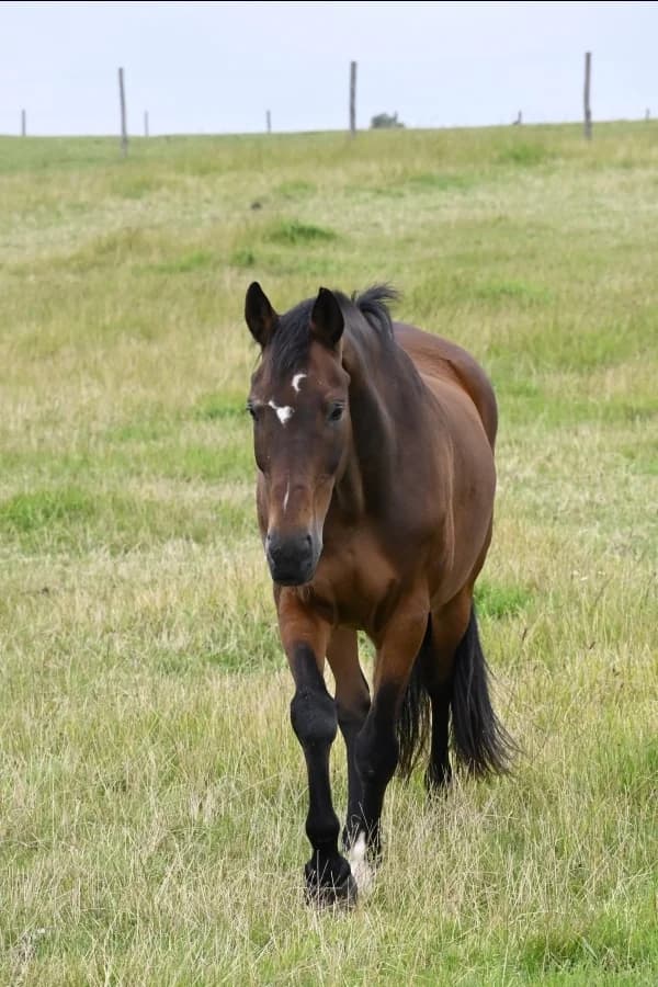 SB, male senior Mixed Breed for adoption at Animal Sans Toit, Faimes