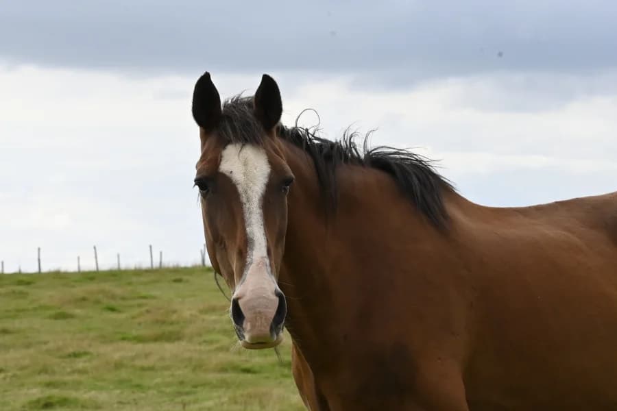 SB, male senior Mixed Breed for adoption at Animal Sans Toit, Faimes