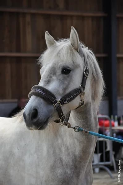 SB, male 6yo Mixed Breed for adoption at Animal Sans Toit, Faimes