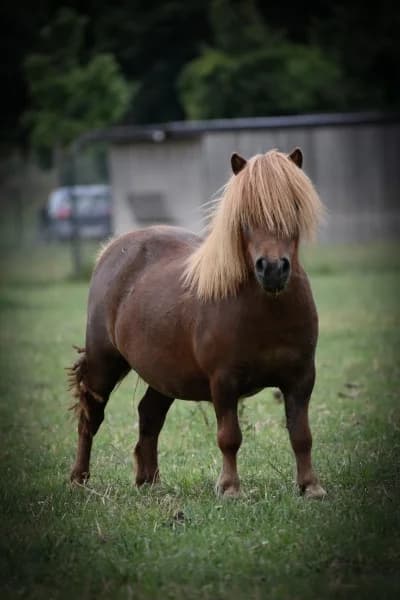 SB, female senior Mixed Breed for adoption at Animal Sans Toit, Faimes