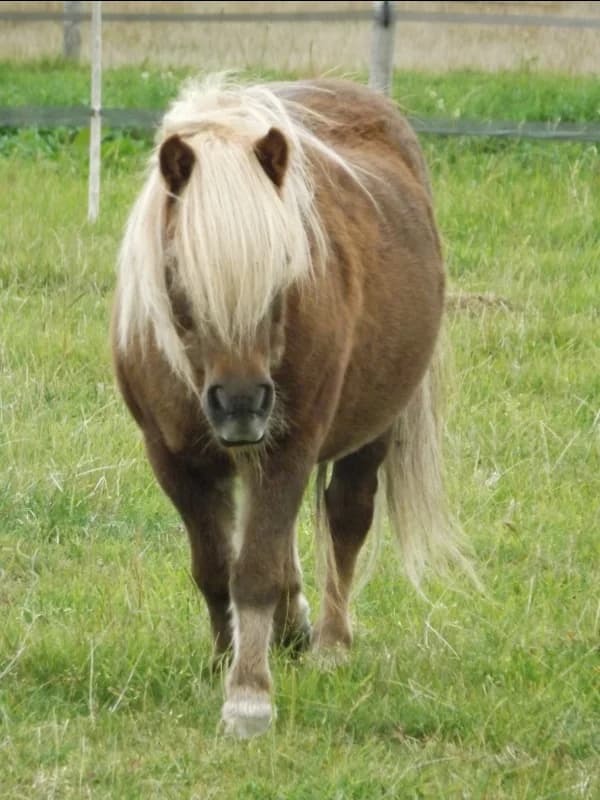 SB, female Mixed Breed for adoption at Animal Sans Toit, Faimes — photo 2 of 7