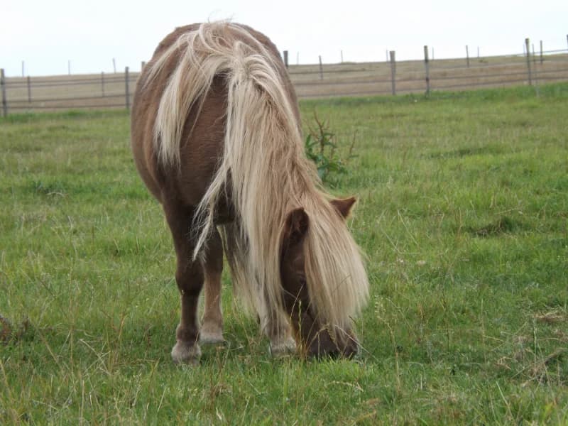SB, female Mixed Breed for adoption at Animal Sans Toit, Faimes — photo 3 of 7