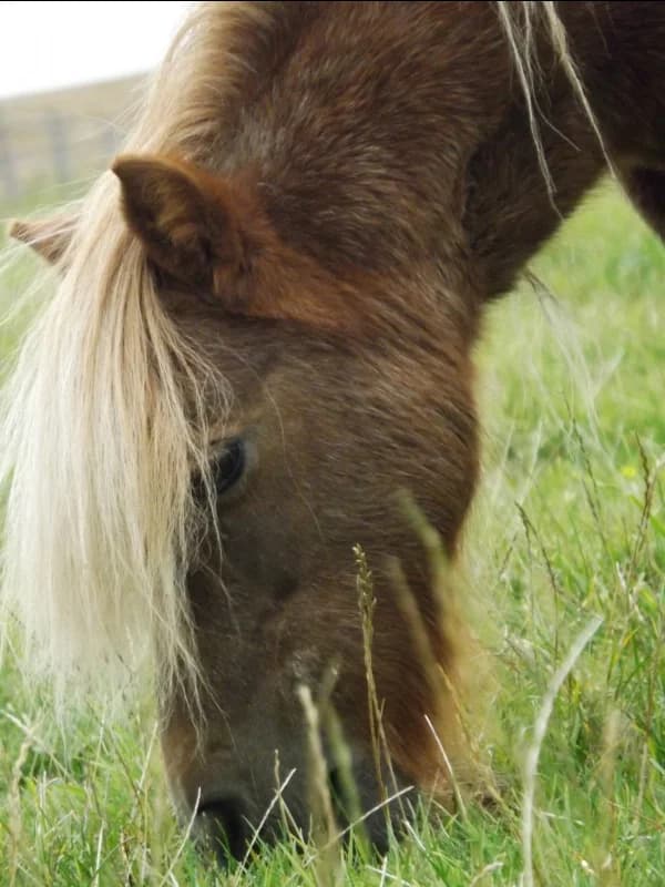 SB, female Mixed Breed for adoption at Animal Sans Toit, Faimes — photo 4 of 7
