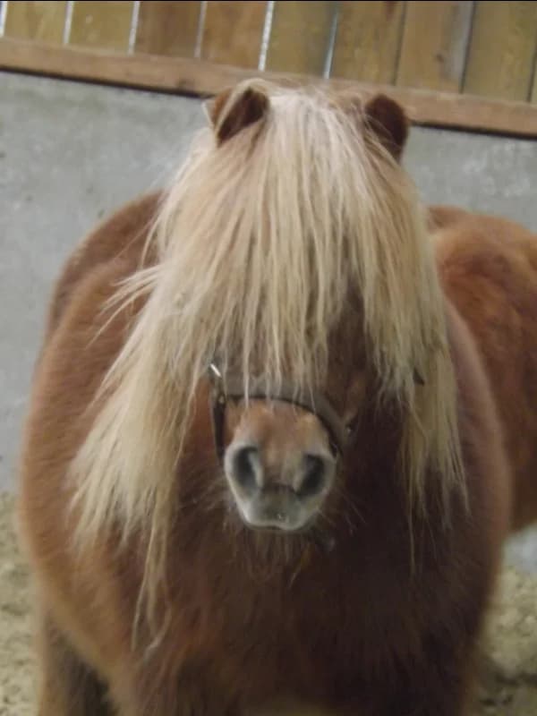 SB, female Mixed Breed for adoption at Animal Sans Toit, Faimes — photo 5 of 7