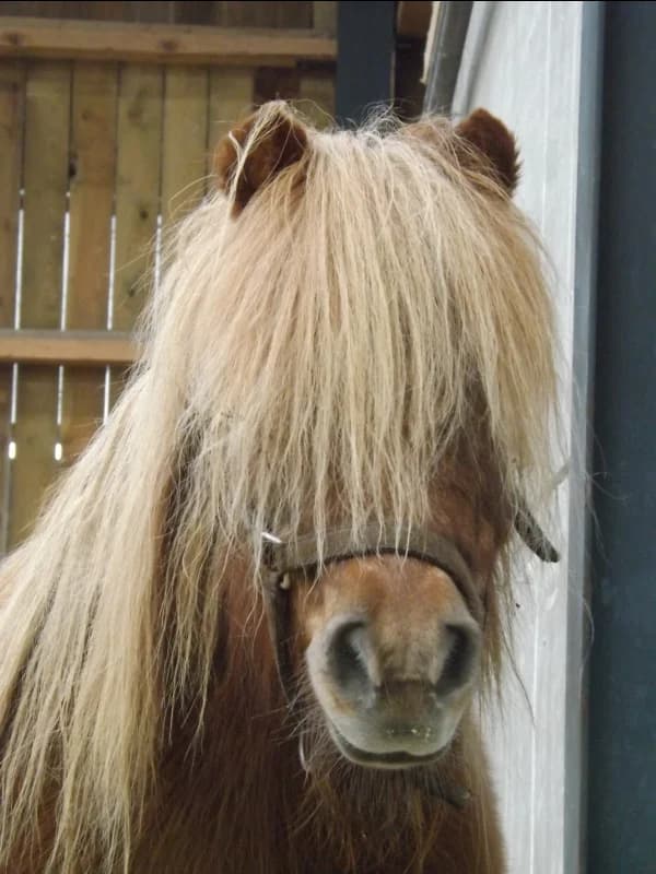 SB, female Mixed Breed for adoption at Animal Sans Toit, Faimes — photo 6 of 7