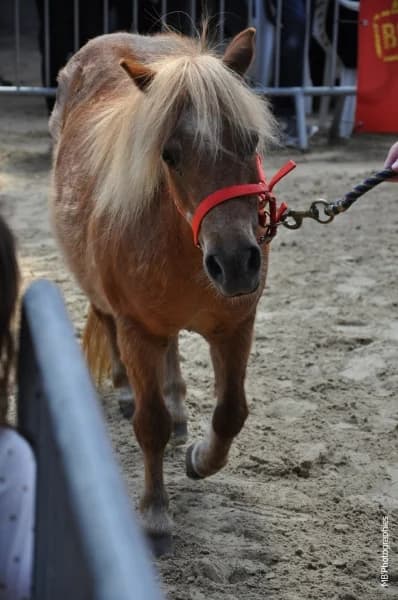 SB, female Mixed Breed for adoption at Animal Sans Toit, Faimes — photo 7 of 7