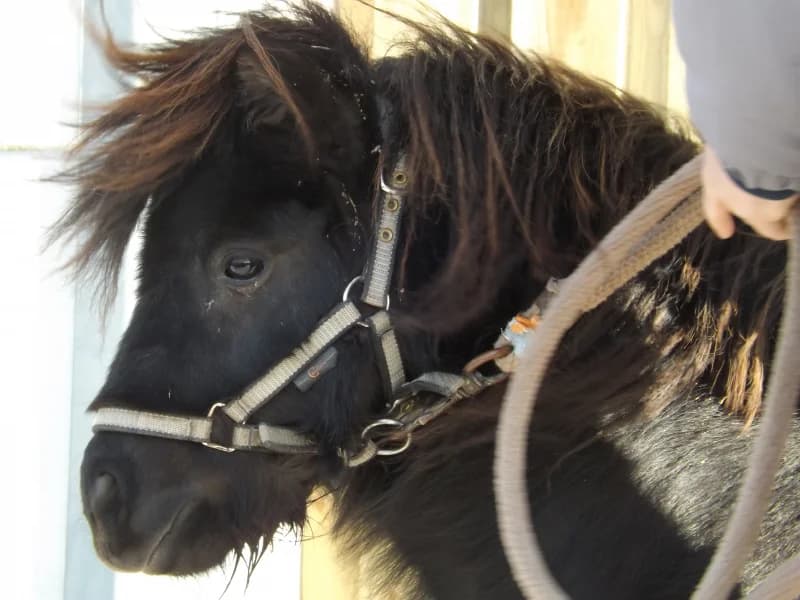 SB, male senior Mixed Breed for adoption at Animal Sans Toit, Faimes