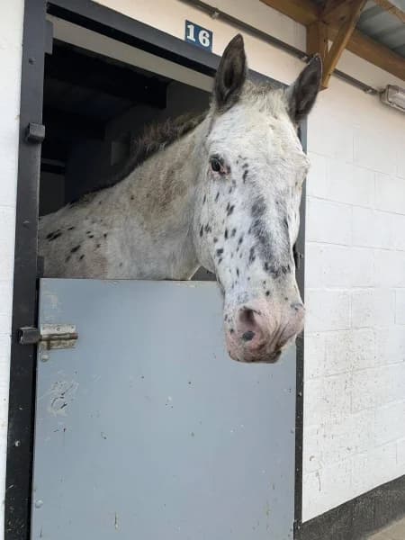 SB, male senior Mixed Breed for adoption at Animal Sans Toit, Faimes