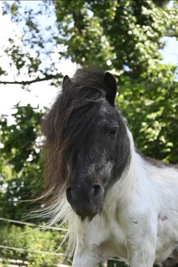 SB, male senior Mixed Breed for adoption at Animal Sans Toit, Faimes