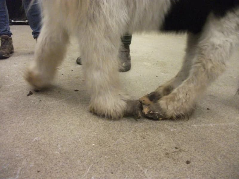 SB, male Mixed Breed for adoption at Animal Sans Toit, Faimes — photo 2 of 17