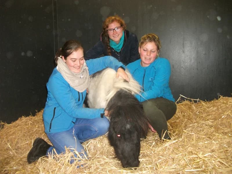 SB, male Mixed Breed for adoption at Animal Sans Toit, Faimes — photo 3 of 17