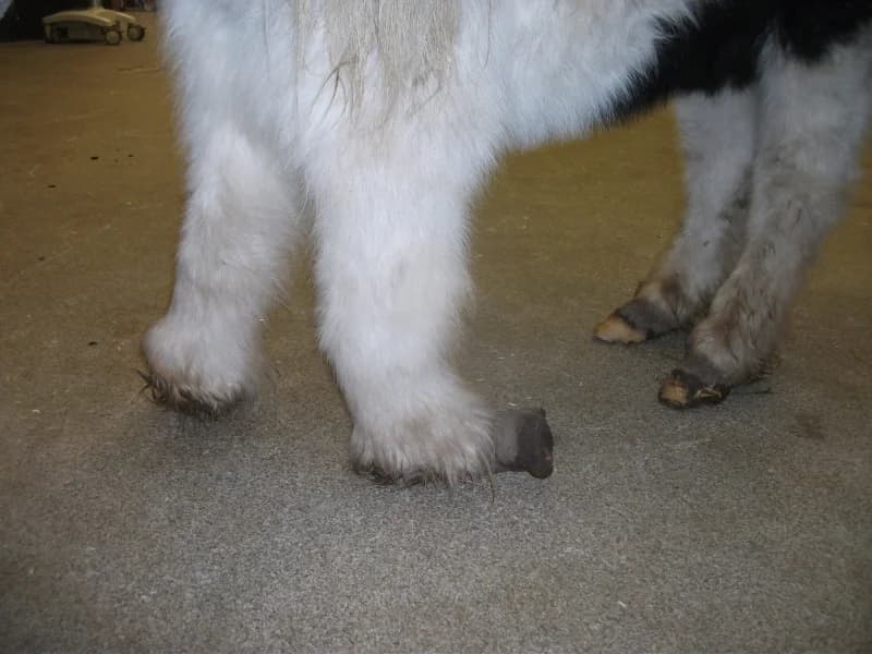 SB, male Mixed Breed for adoption at Animal Sans Toit, Faimes — photo 4 of 17