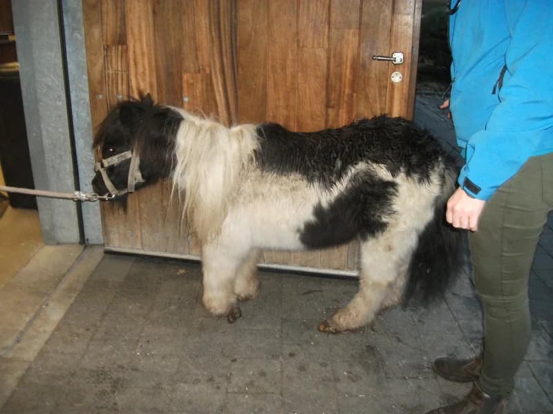 SB, male Mixed Breed for adoption at Animal Sans Toit, Faimes — photo 5 of 17