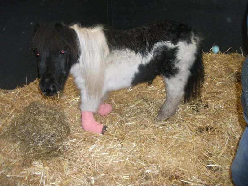 SB, male Mixed Breed for adoption at Animal Sans Toit, Faimes — photo 6 of 17