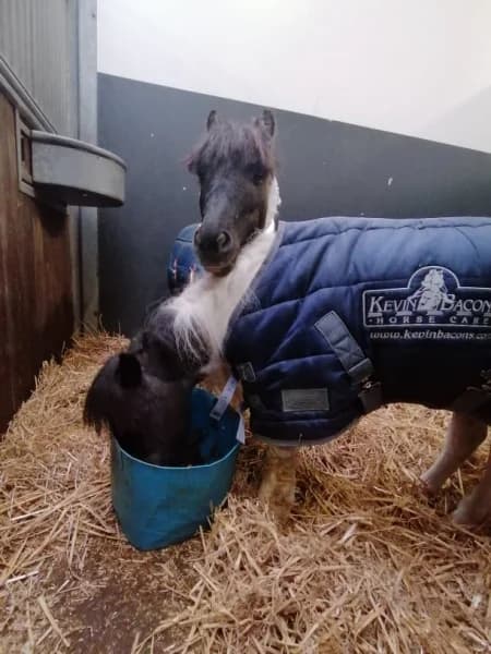 SB, male Mixed Breed for adoption at Animal Sans Toit, Faimes — photo 7 of 17