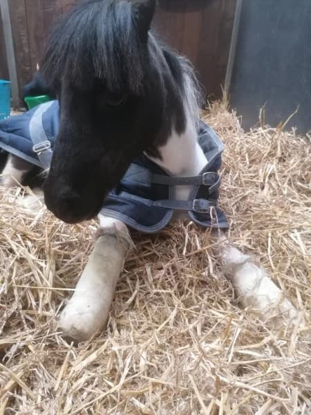 SB, male Mixed Breed for adoption at Animal Sans Toit, Faimes — photo 8 of 17