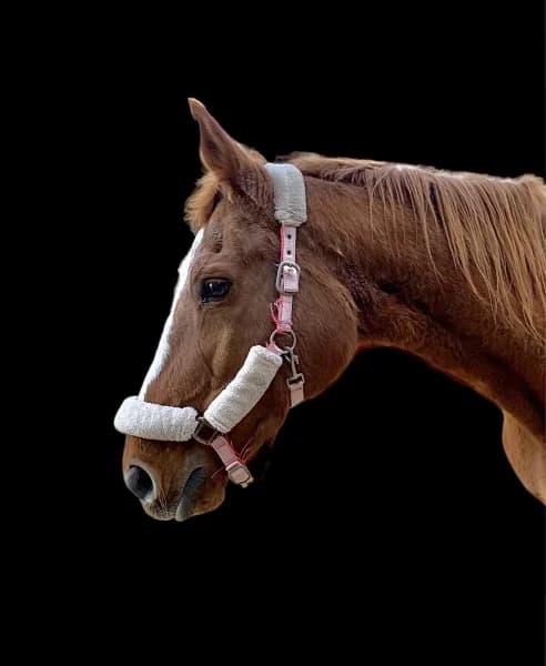 SB, female senior Mixed Breed for adoption at Animal Sans Toit, Faimes