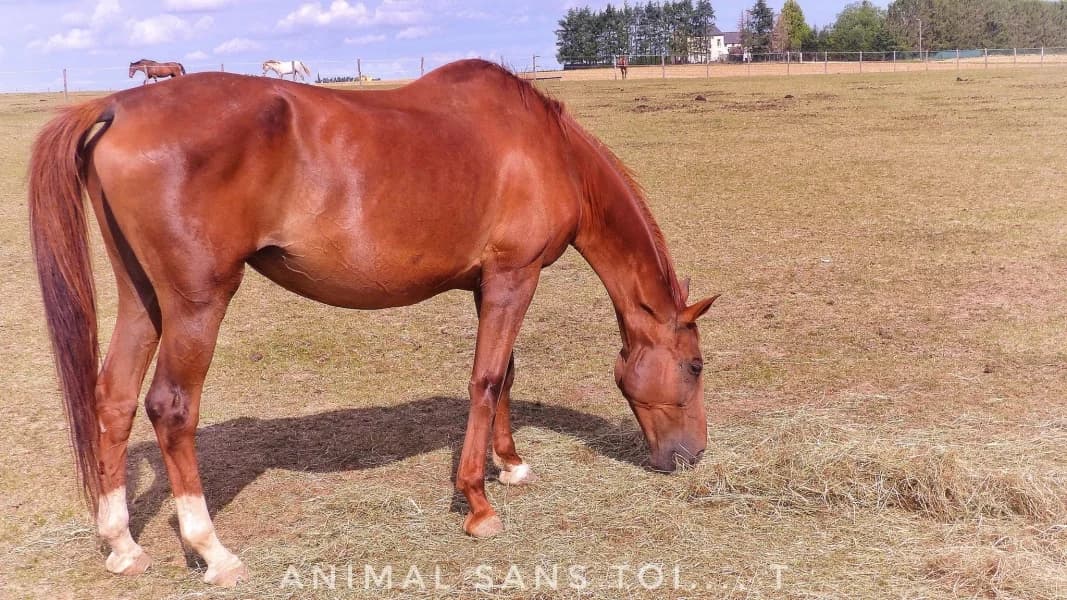 SB, female senior Mixed Breed for adoption at Animal Sans Toit, Faimes