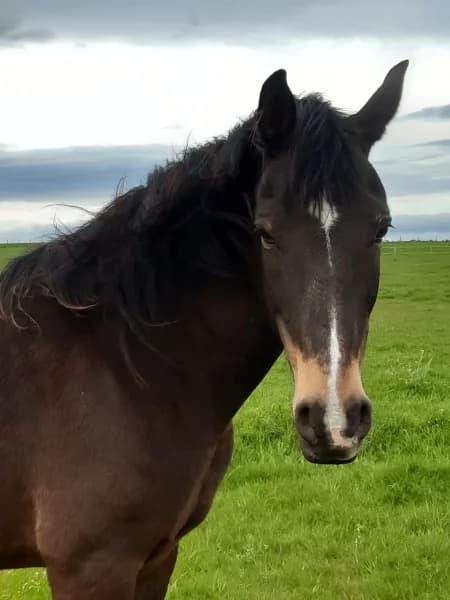 SB, female senior Mixed Breed for adoption at Animal Sans Toit, Faimes