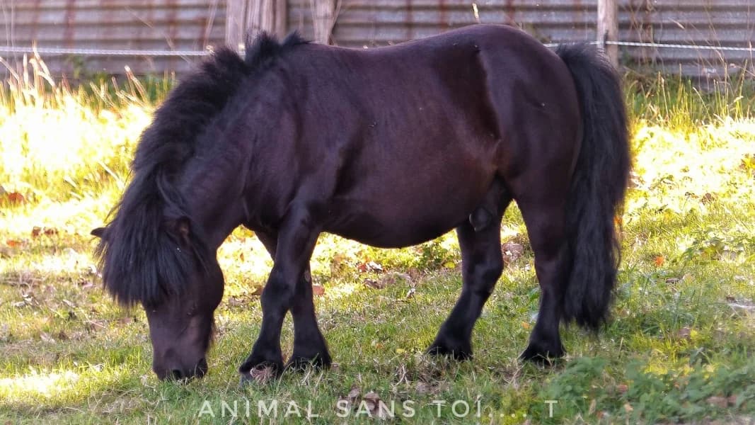 SB, male senior Mixed Breed for adoption at Animal Sans Toit, Faimes