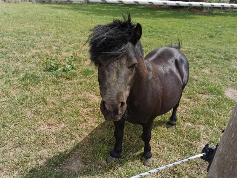 SB, male Mixed Breed for adoption at Animal Sans Toit, Faimes — photo 2 of 3