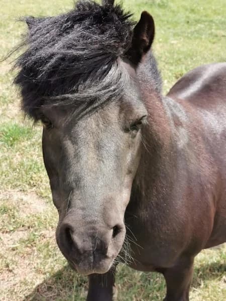 SB, male Mixed Breed for adoption at Animal Sans Toit, Faimes — photo 3 of 3