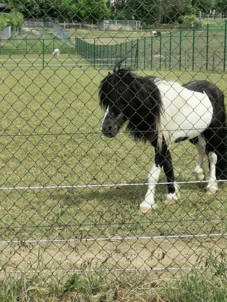 SB, male senior Mixed Breed for adoption at Animal Sans Toit, Faimes