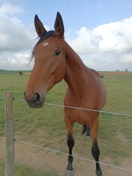 SB, male 6yo Mixed Breed for adoption at Animal Sans Toit, Faimes