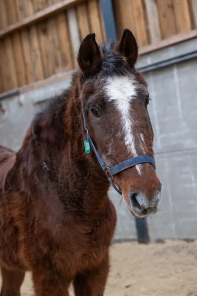 SB, female senior Mixed Breed for adoption at Animal Sans Toit, Faimes
