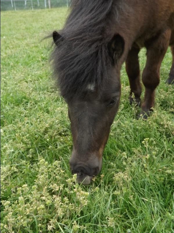 SB, male senior Mixed Breed for adoption at Animal Sans Toit, Faimes