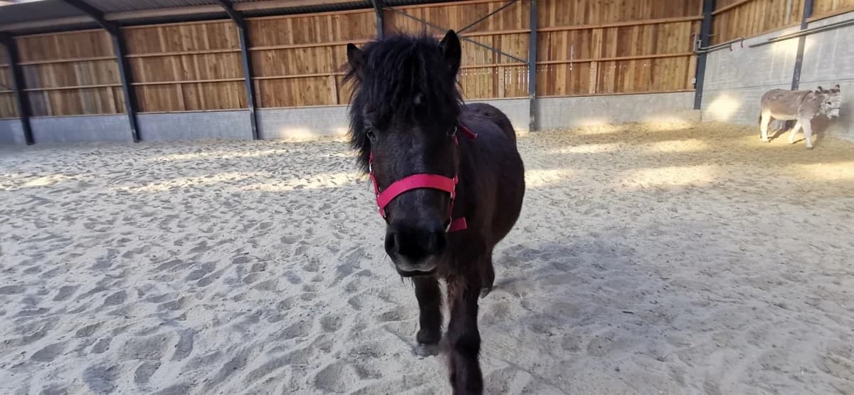 SB, male Mixed Breed for adoption at Animal Sans Toit, Faimes — photo 2 of 5