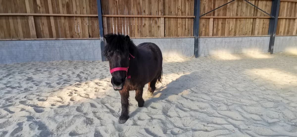 SB, male Mixed Breed for adoption at Animal Sans Toit, Faimes — photo 3 of 5