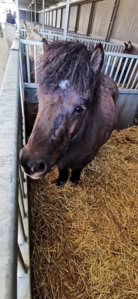 SB, male Mixed Breed for adoption at Animal Sans Toit, Faimes — photo 4 of 5