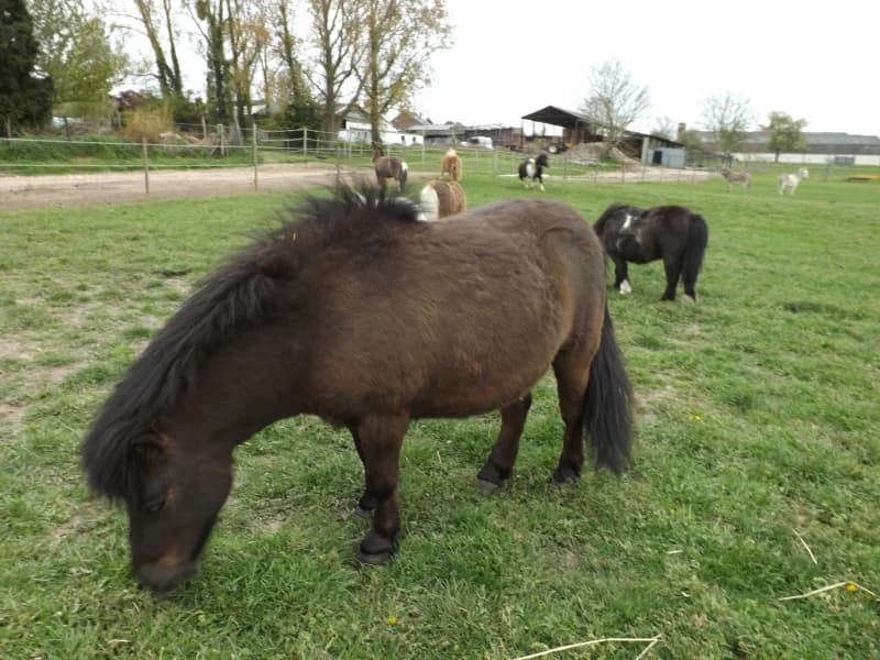 SB, male Mixed Breed for adoption at Animal Sans Toit, Faimes — photo 5 of 5