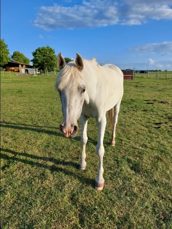 SB, female senior Mixed Breed for adoption at Animal Sans Toit, Faimes