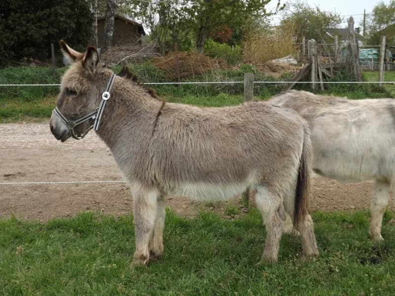SB, male senior Mixed Breed for adoption at Animal Sans Toit, Faimes